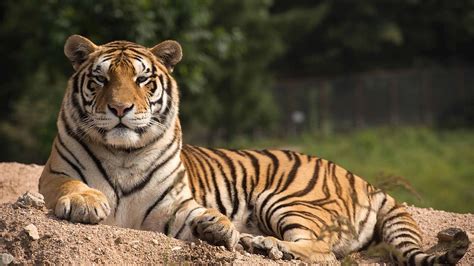 tigers are thriving again in china
